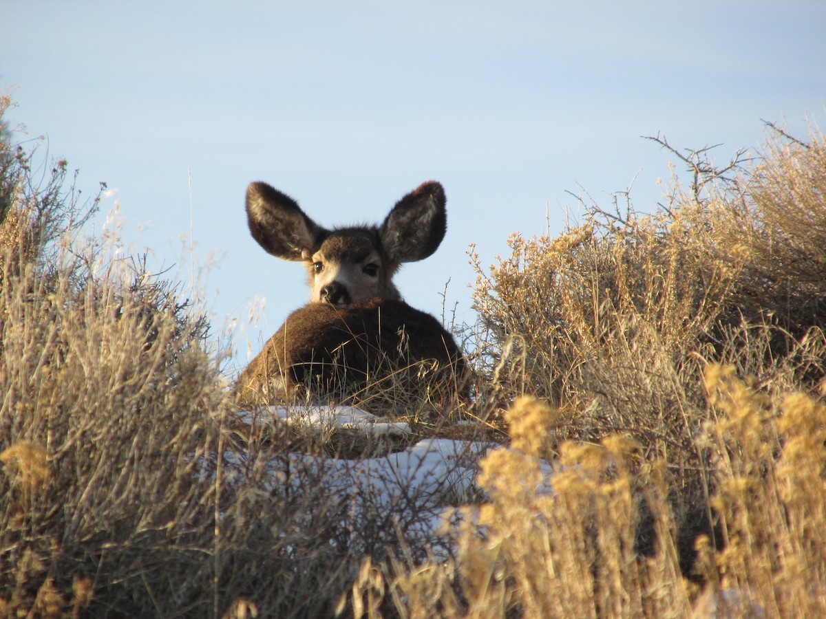 Mule Deer - ML646057093