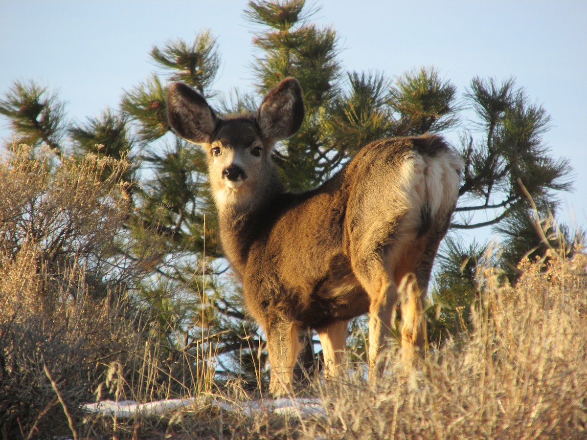 Mule Deer - ML646057105