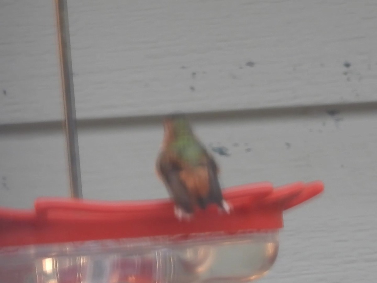 Rufous Hummingbird - ML646057109