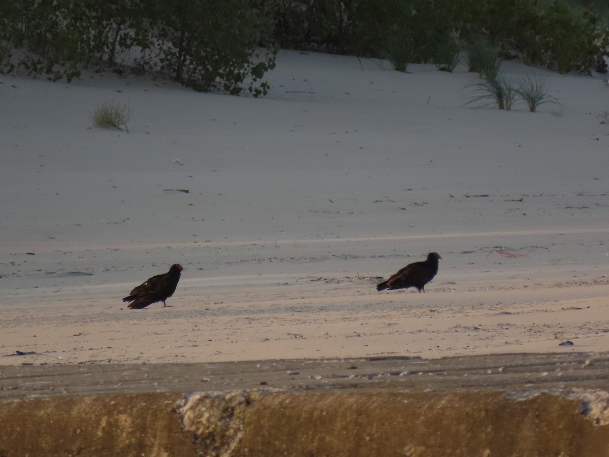 Turkey Vulture - ML646057111