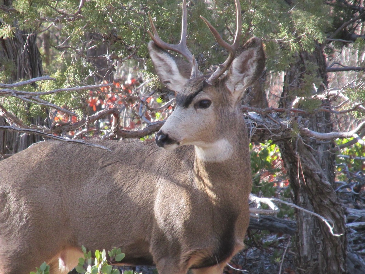 Mule Deer - ML646057115