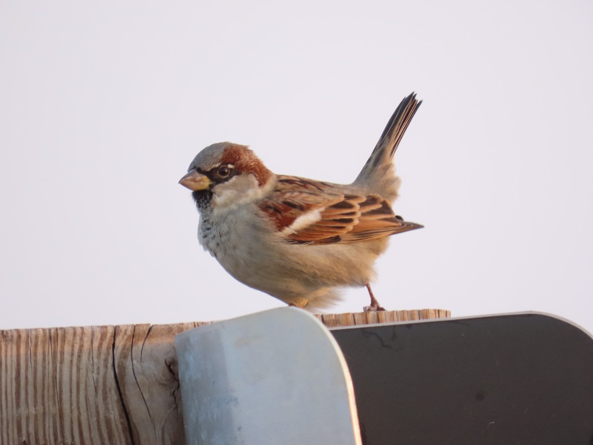 Gorrión Común - ML646057117