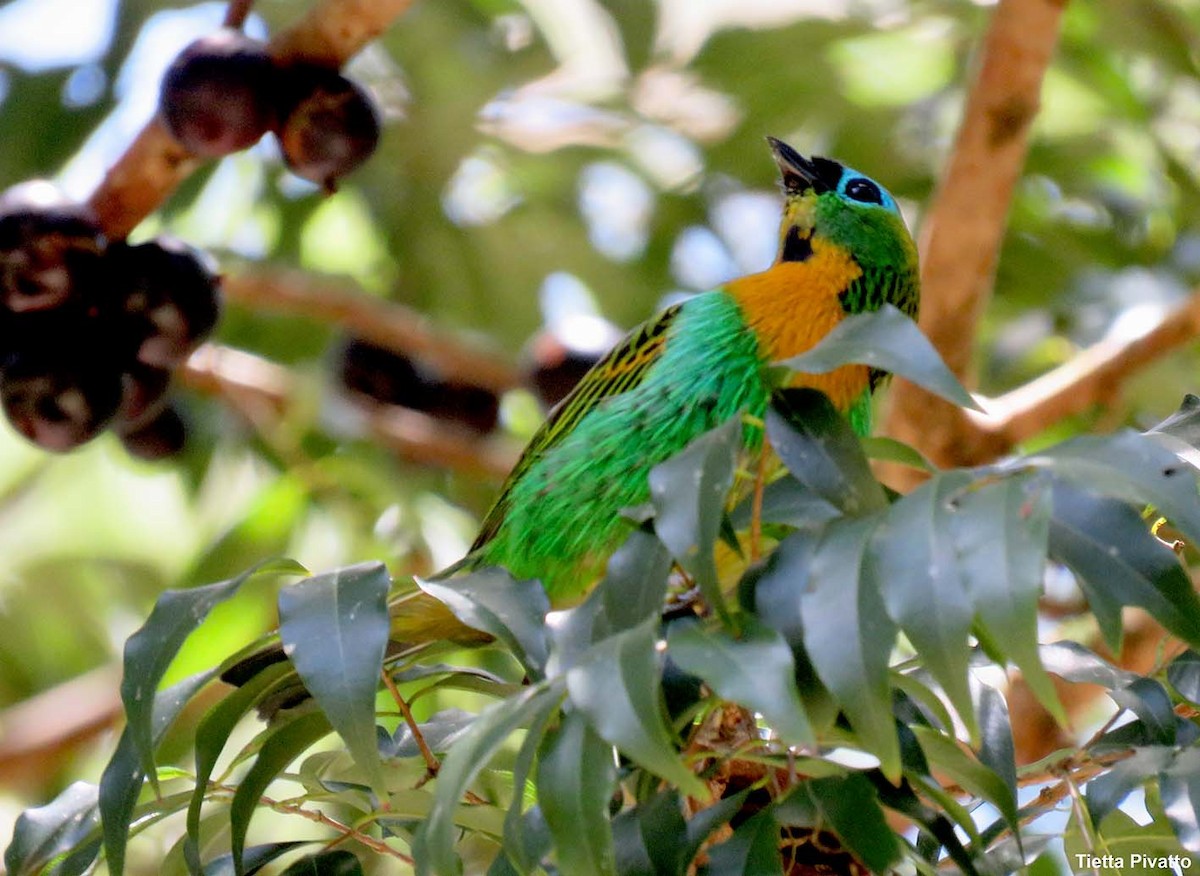 Brassy-breasted Tanager - ML646057123