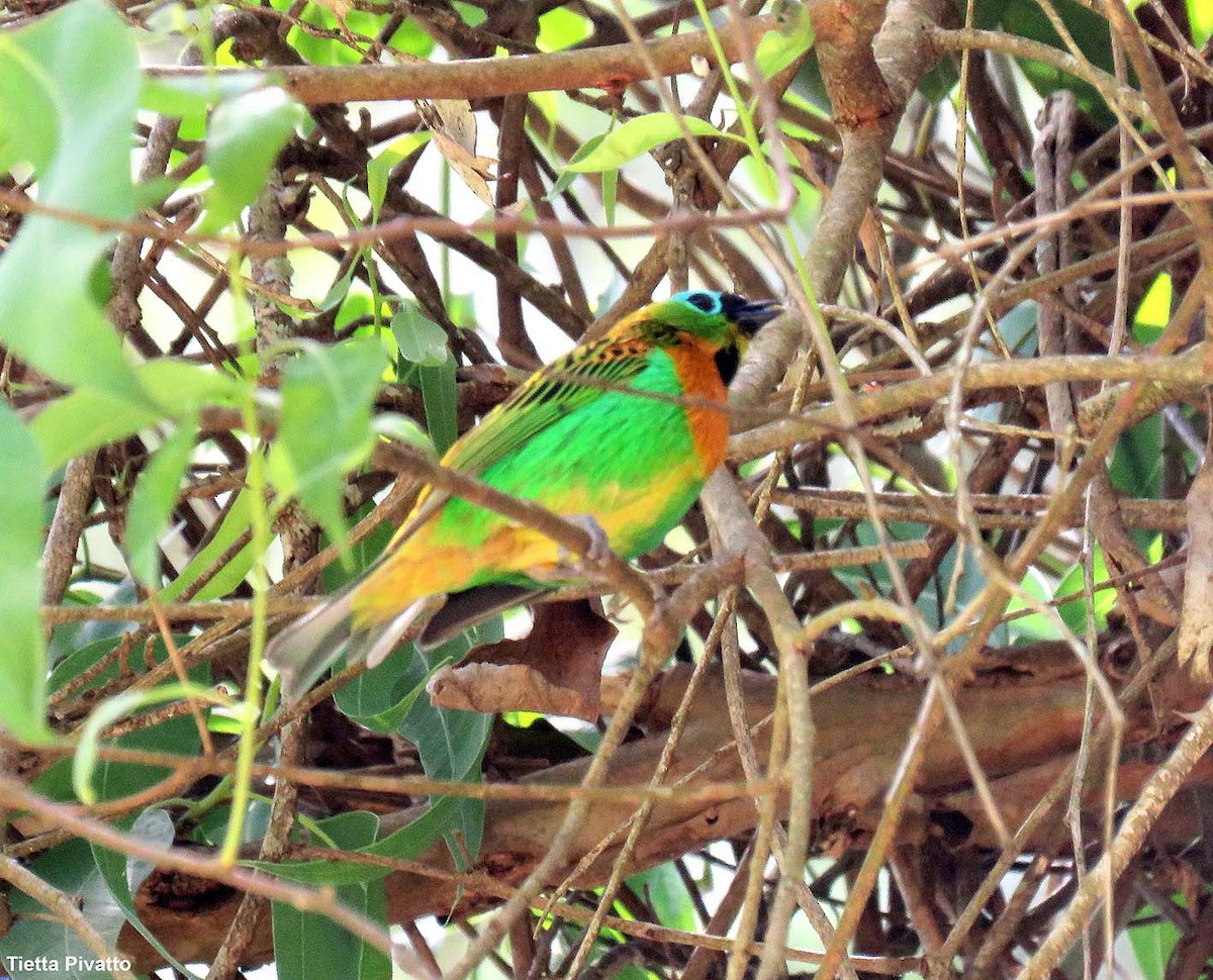 Brassy-breasted Tanager - ML646057124