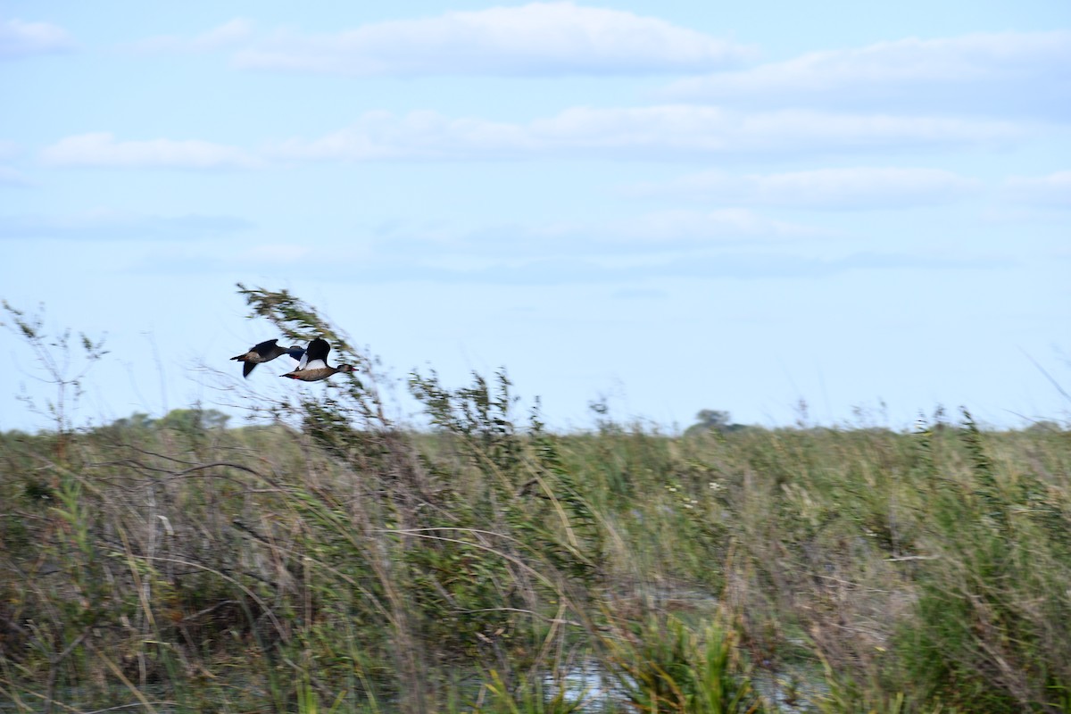 Brazilian Teal - ML646057126