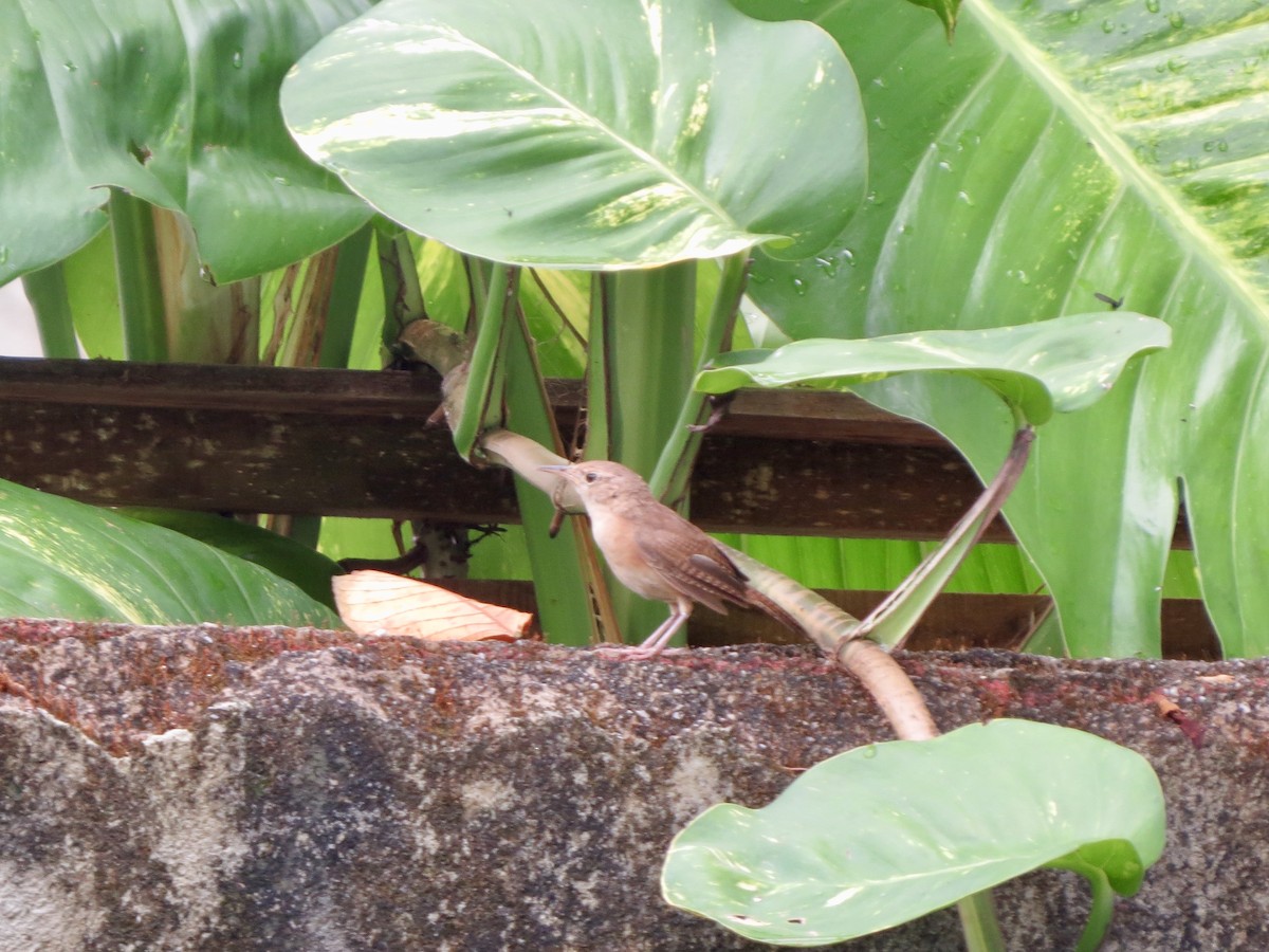 Southern House Wren (cis-Andean) - ML646057131