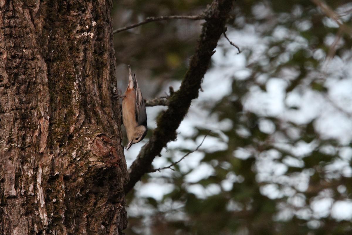 White-breasted Nuthatch - ML646057132