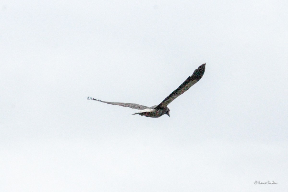 Каракара андська - ML646057152