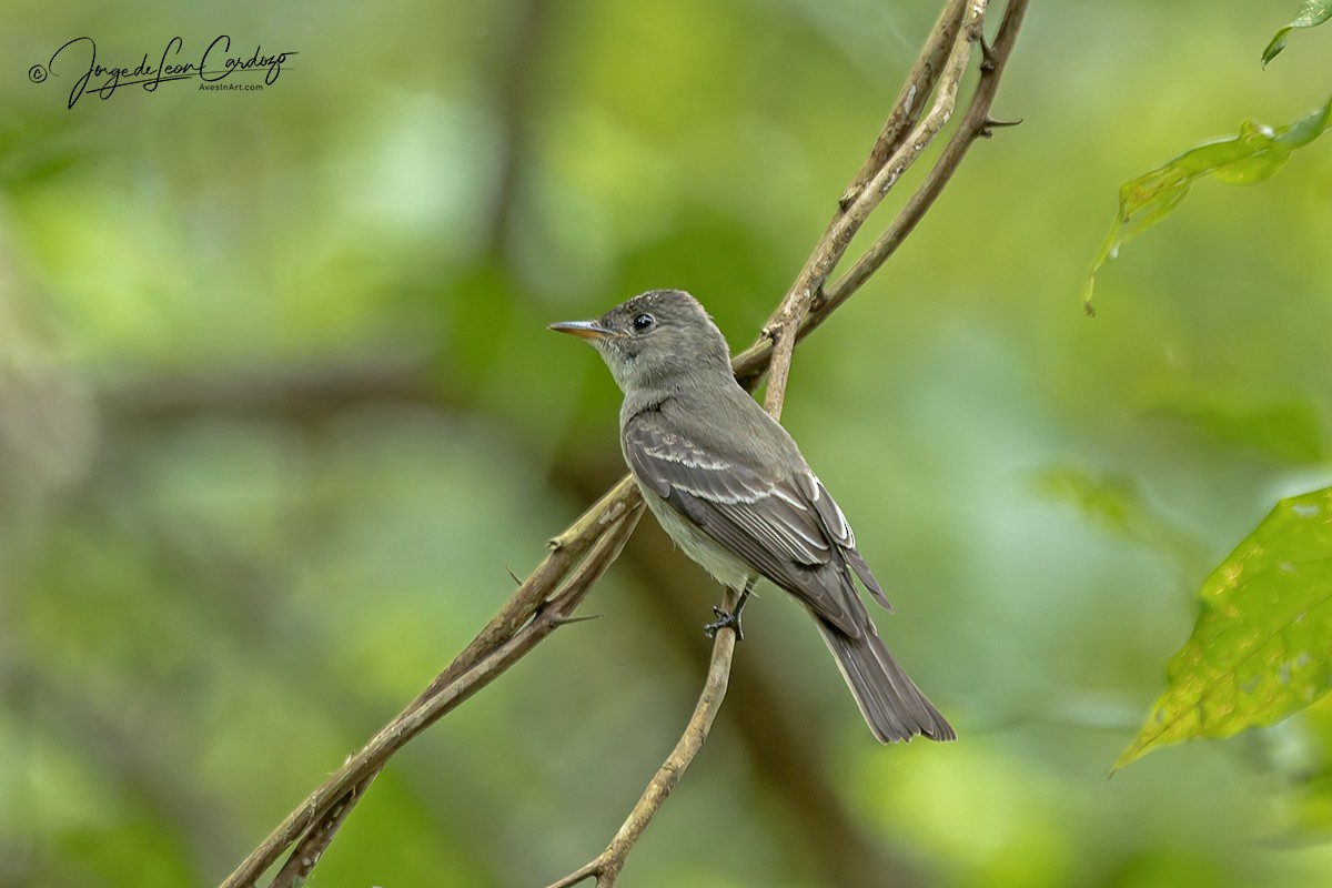 Pibí Oriental - ML646057153