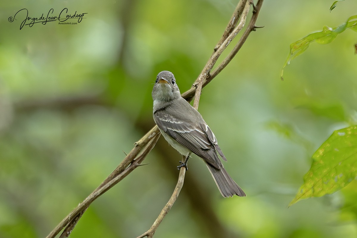 Pibí Oriental - ML646057154