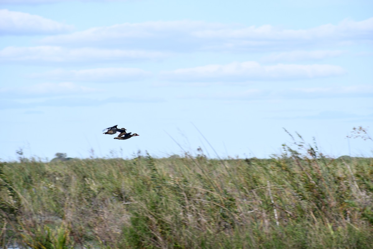 Brazilian Teal - ML646057159