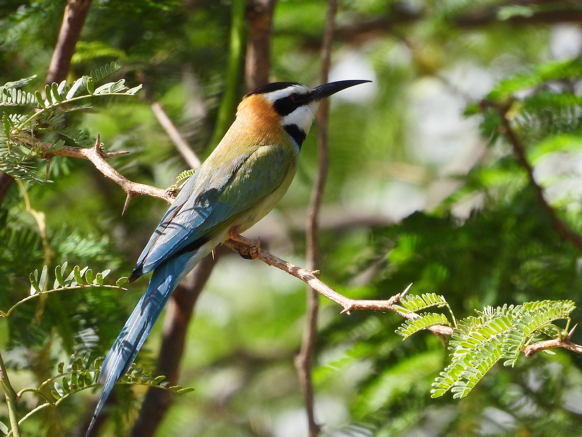 White-throated Bee-eater - ML646057160