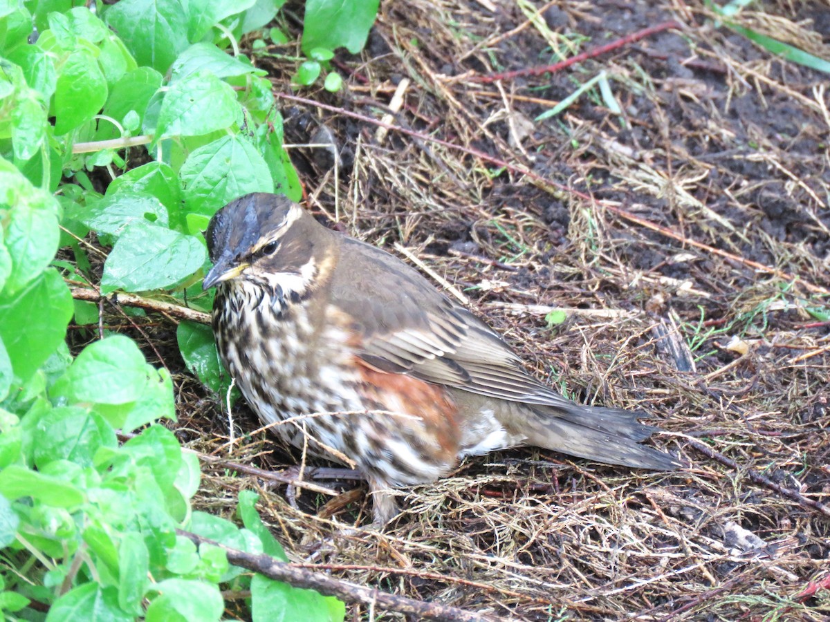 Redwing - ML646057170