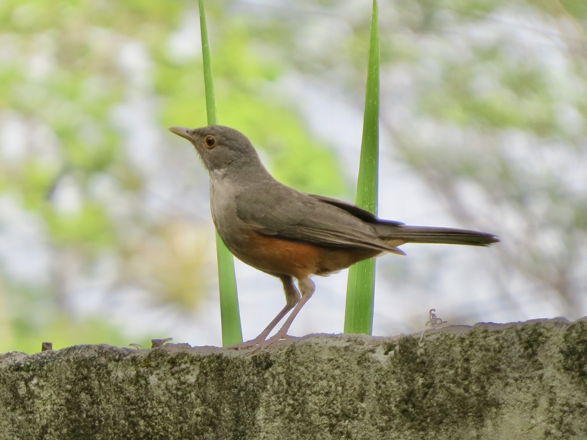 Rufous-bellied Thrush - ML646057171