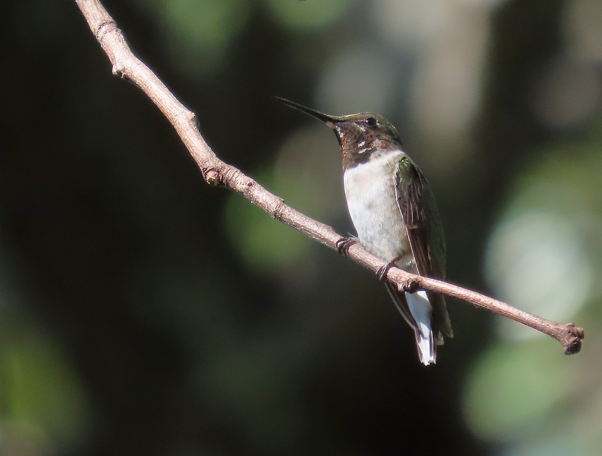 Ruby-throated Hummingbird - ML646057181