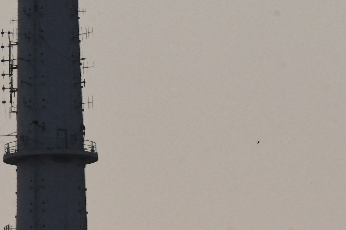 Pallid Swift - ML646057182