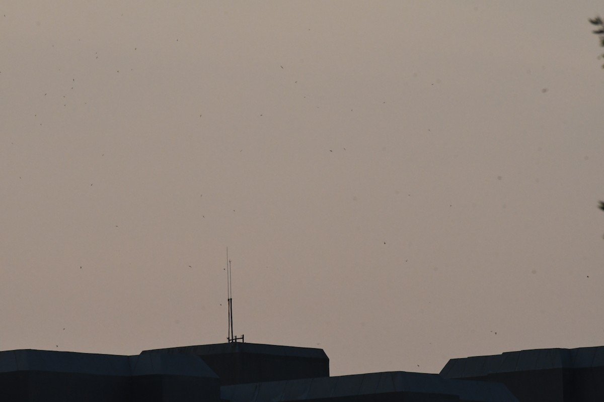 Pallid Swift - ML646057184