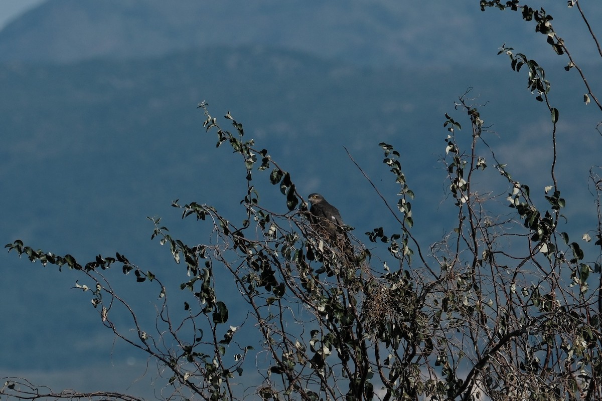 Eurasian Sparrowhawk - ML646057191