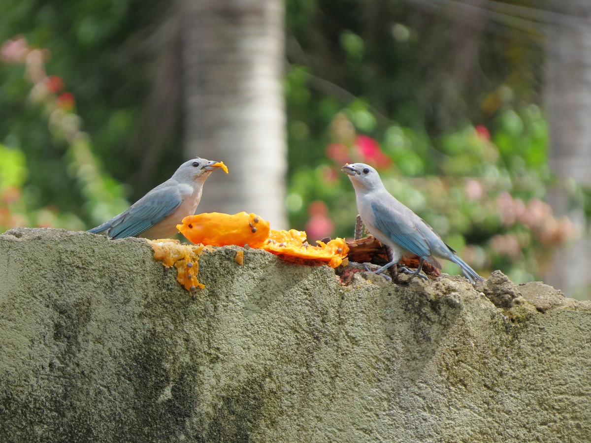 Sayaca Tanager - ML646057192