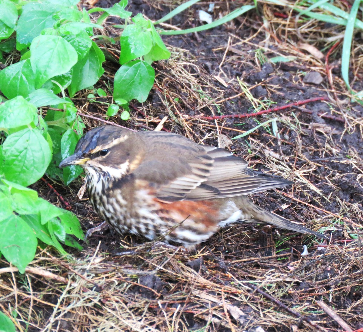 Redwing - ML646057195