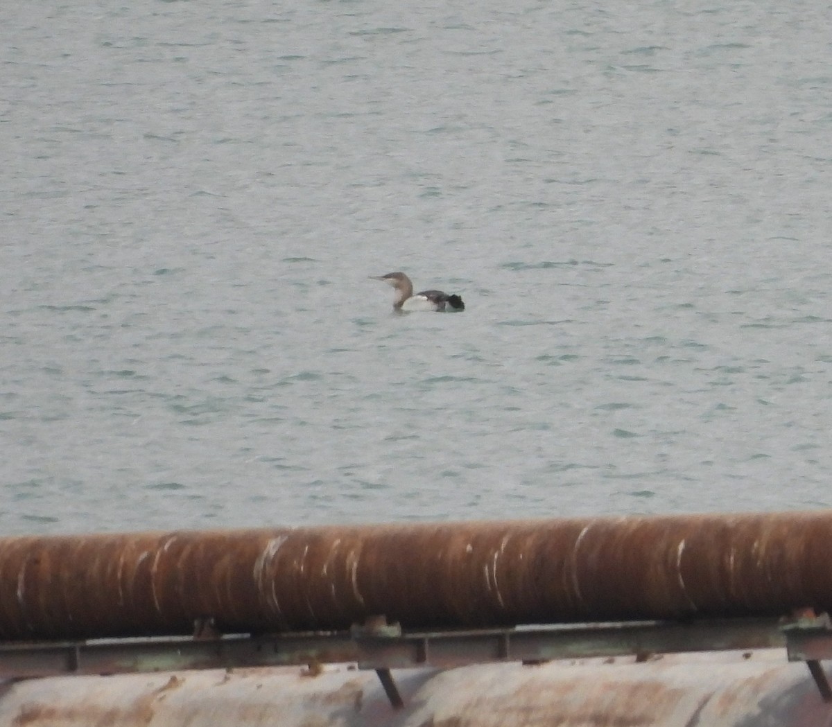 Red-throated Loon - ML646057201