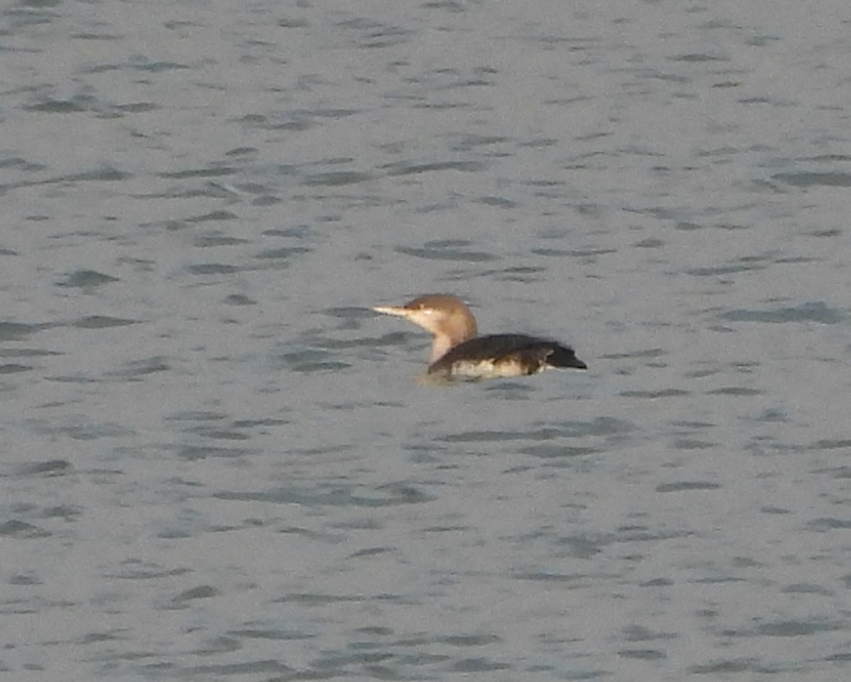 Red-throated Loon - ML646057207