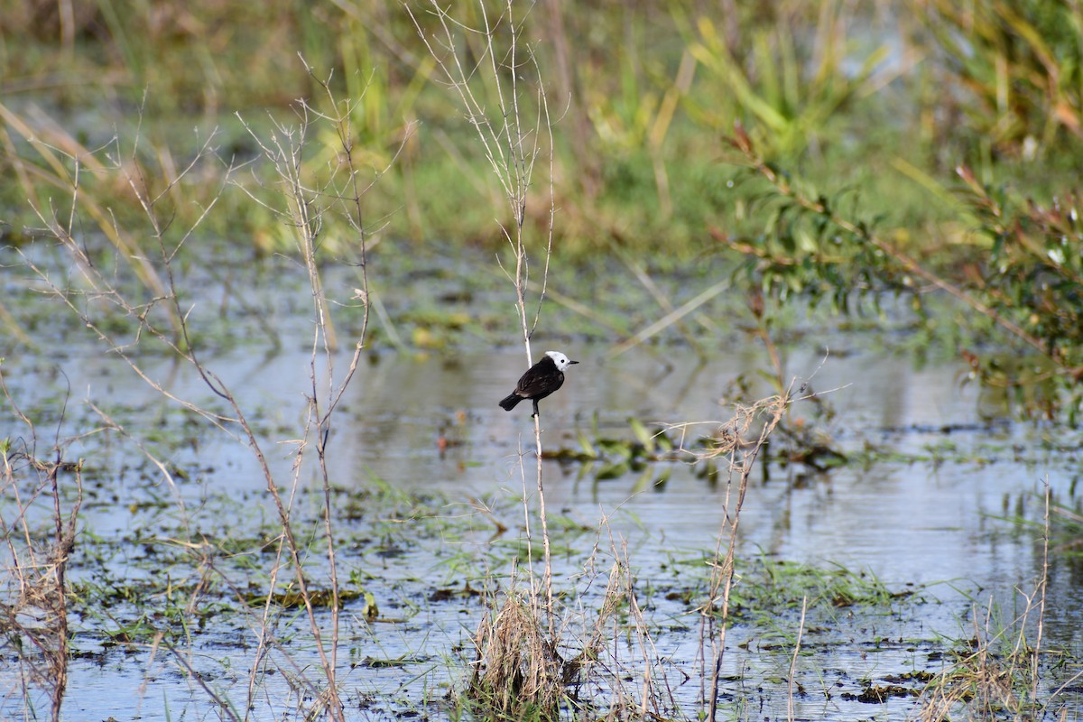 White-headed Marsh Tyrant - ML646057209