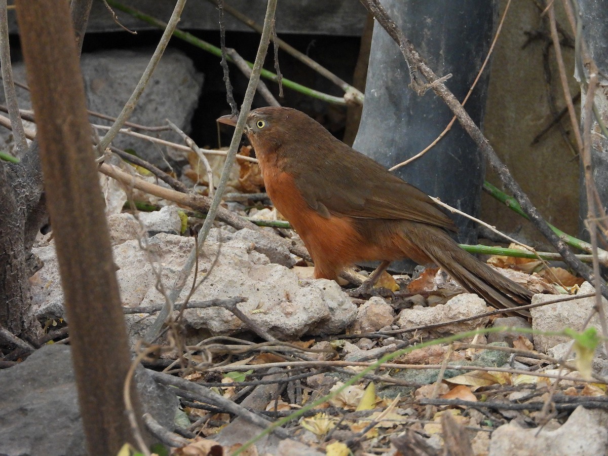 Rufous Chatterer - ML646057210