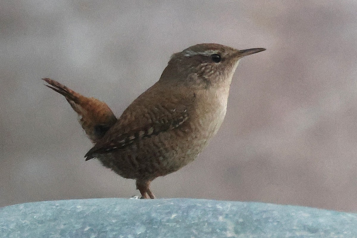 Txepetx eurasiarra - ML646057212