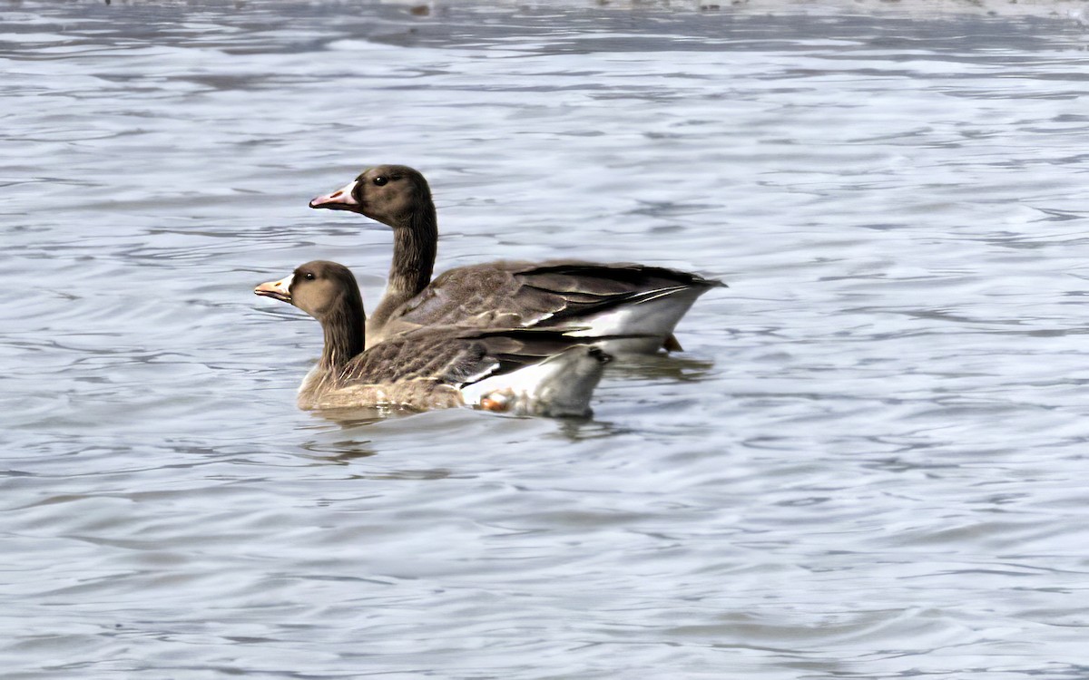 Greater White-fronted Goose - ML646057213