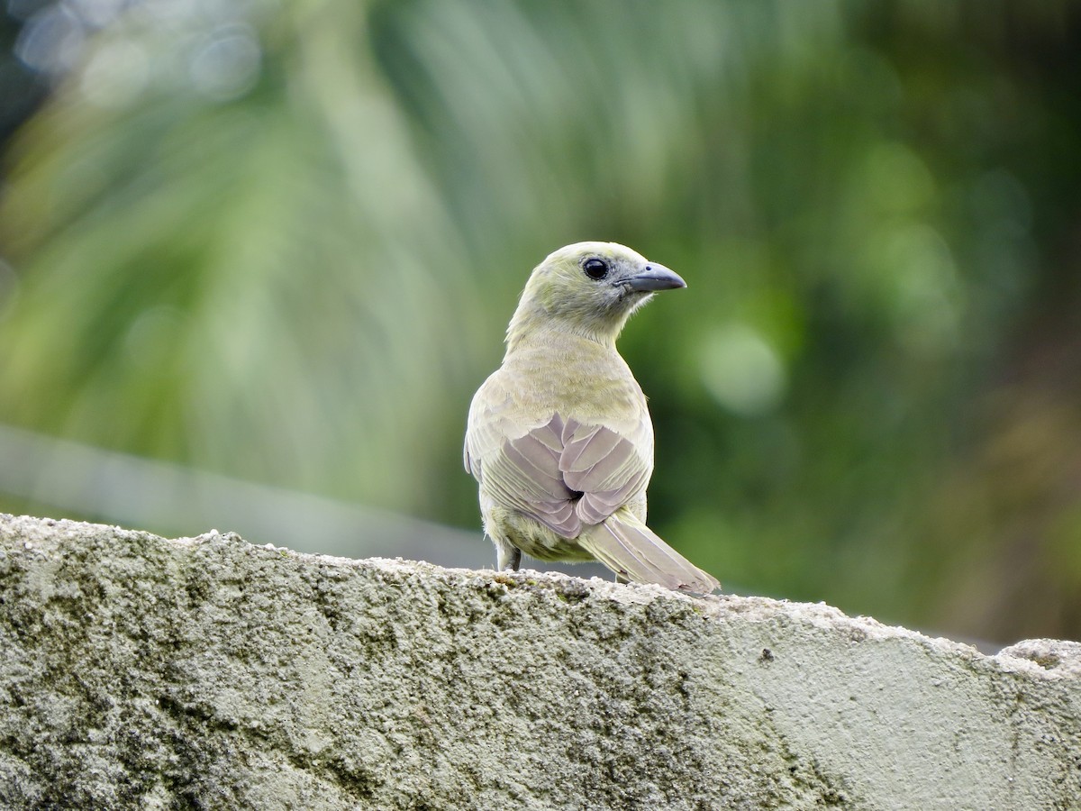 Palm Tanager - ML646057214