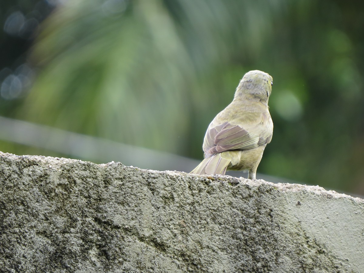 Palm Tanager - ML646057215
