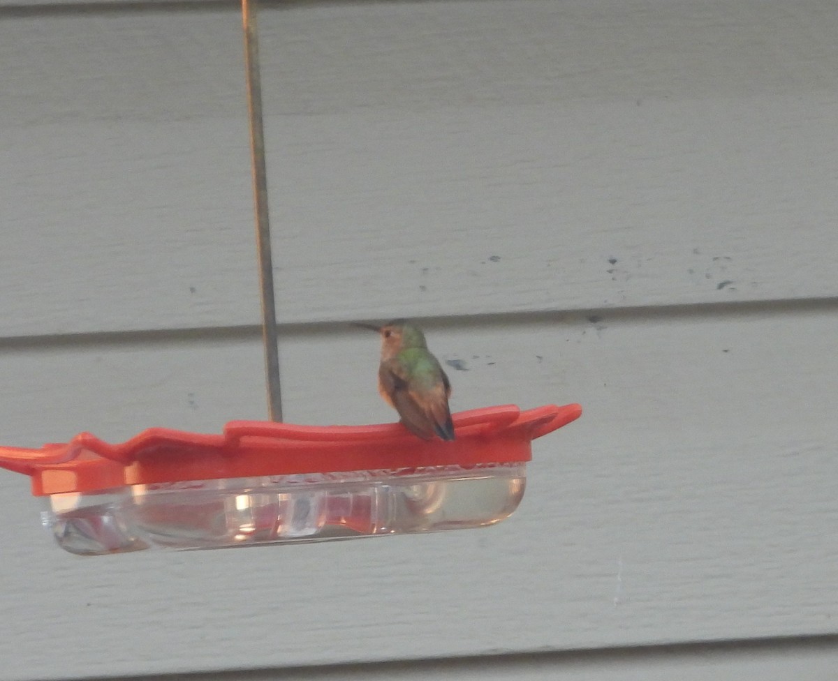 Rufous Hummingbird - ML646057216