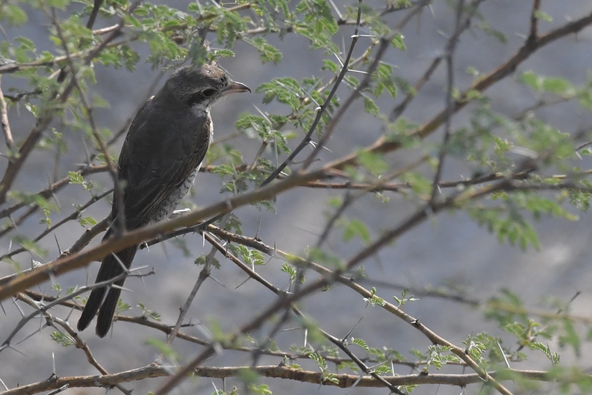 Red-tailed Shrike - ML646057226