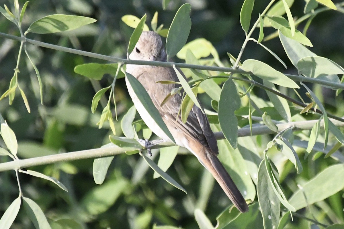 isabellavarsler - ML646057235