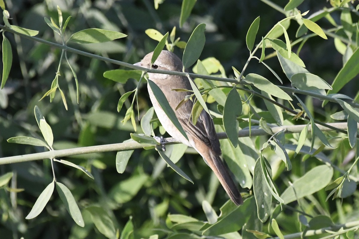 Antzandobi isabeldarra - ML646057237