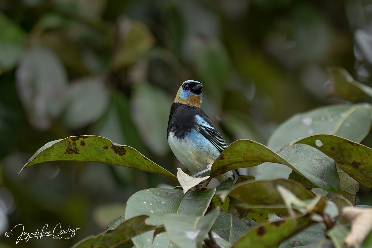 Golden-hooded Tanager - ML646057240