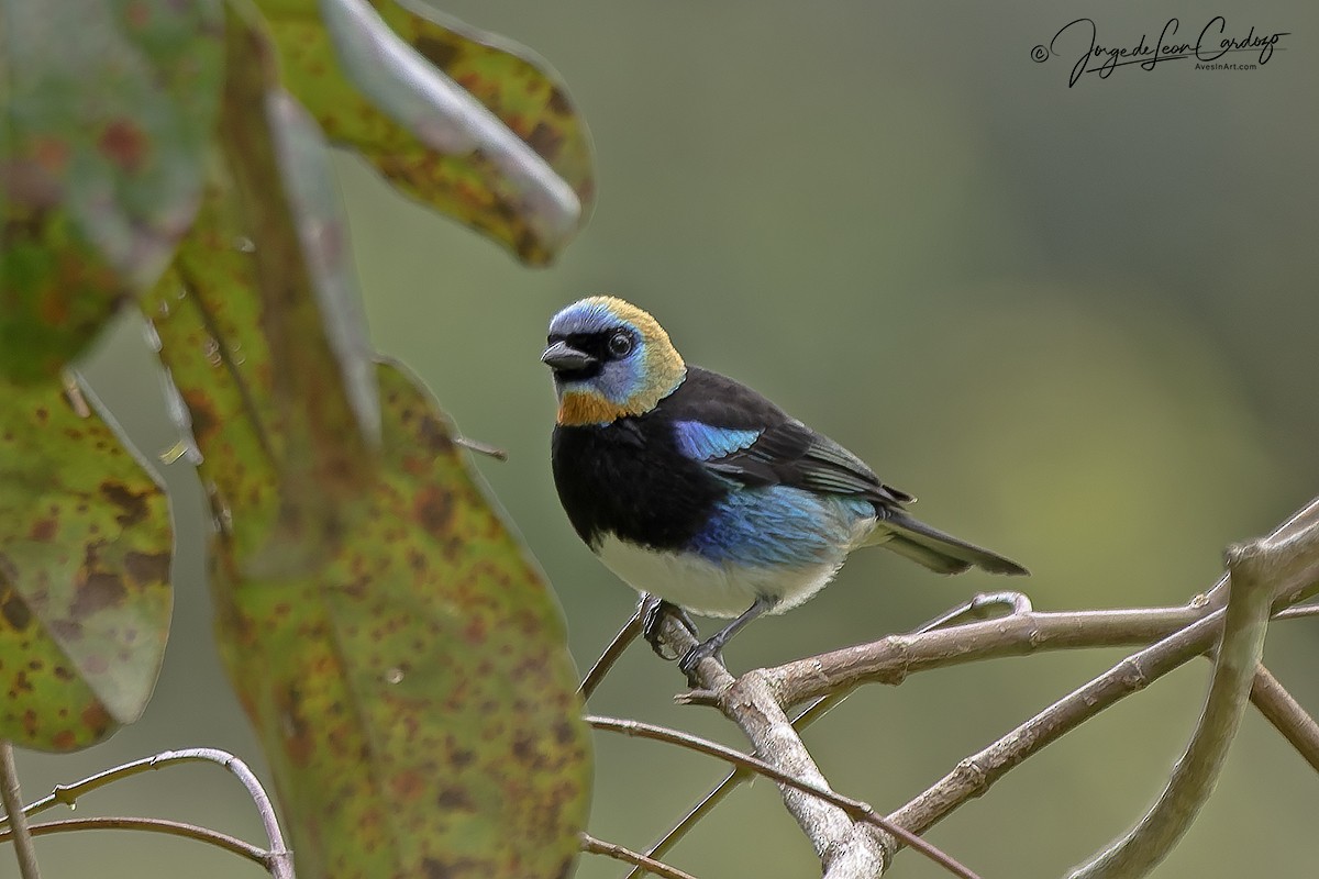Golden-hooded Tanager - ML646057241