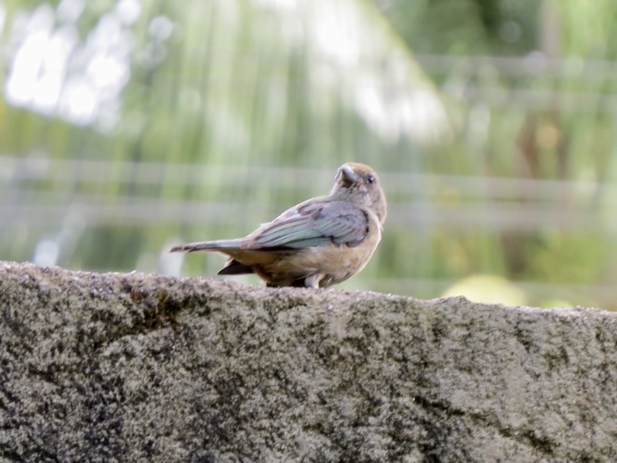 Burnished-buff Tanager - ML646057242