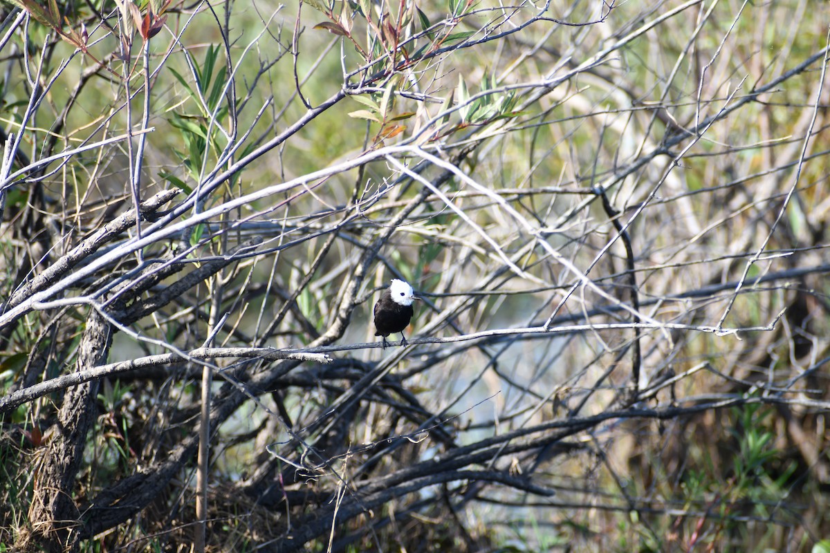 White-headed Marsh Tyrant - ML646057243