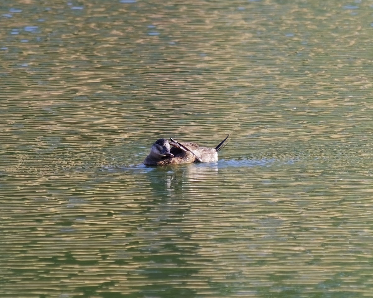 Ahate herdoiltsua - ML646057246