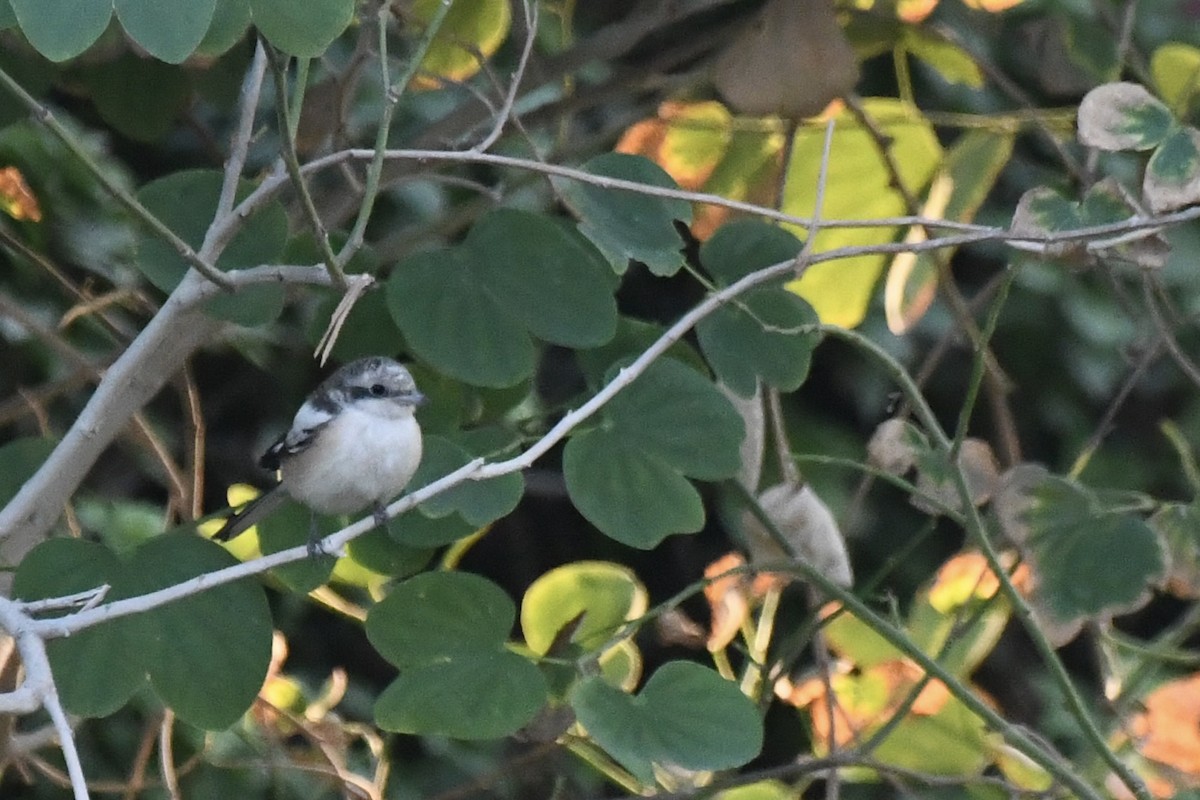 Antzandobi nubiarra - ML646057248