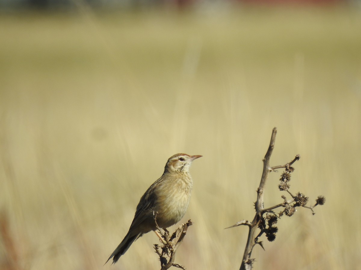Firewood-gatherer - ML646057250