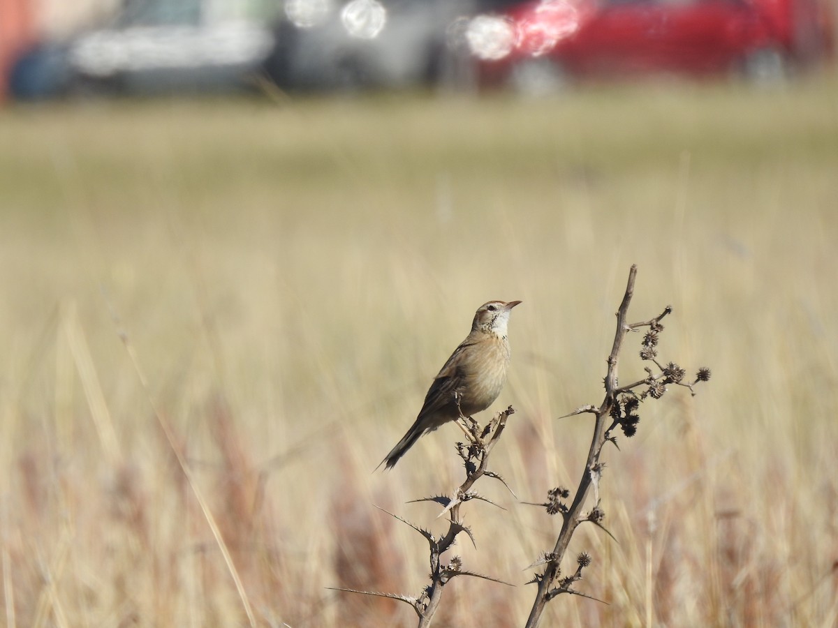 Firewood-gatherer - ML646057251
