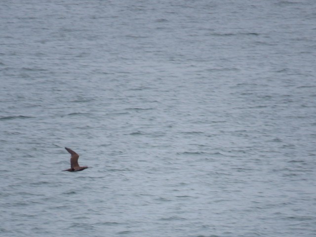 Zanga hankagorria - ML646057253