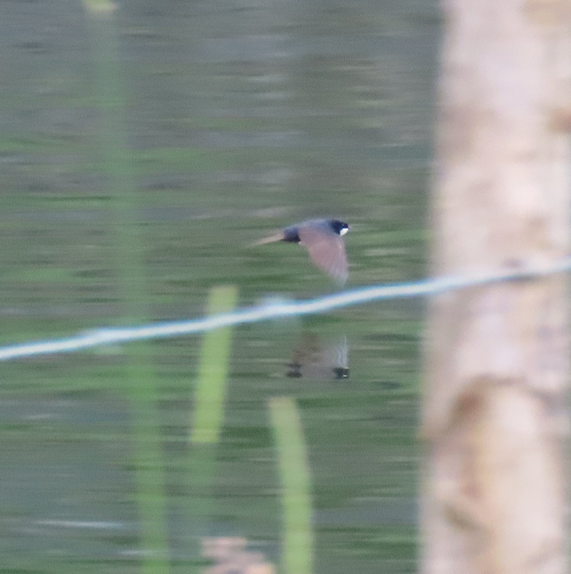 Black-collared Swallow - ML646057257