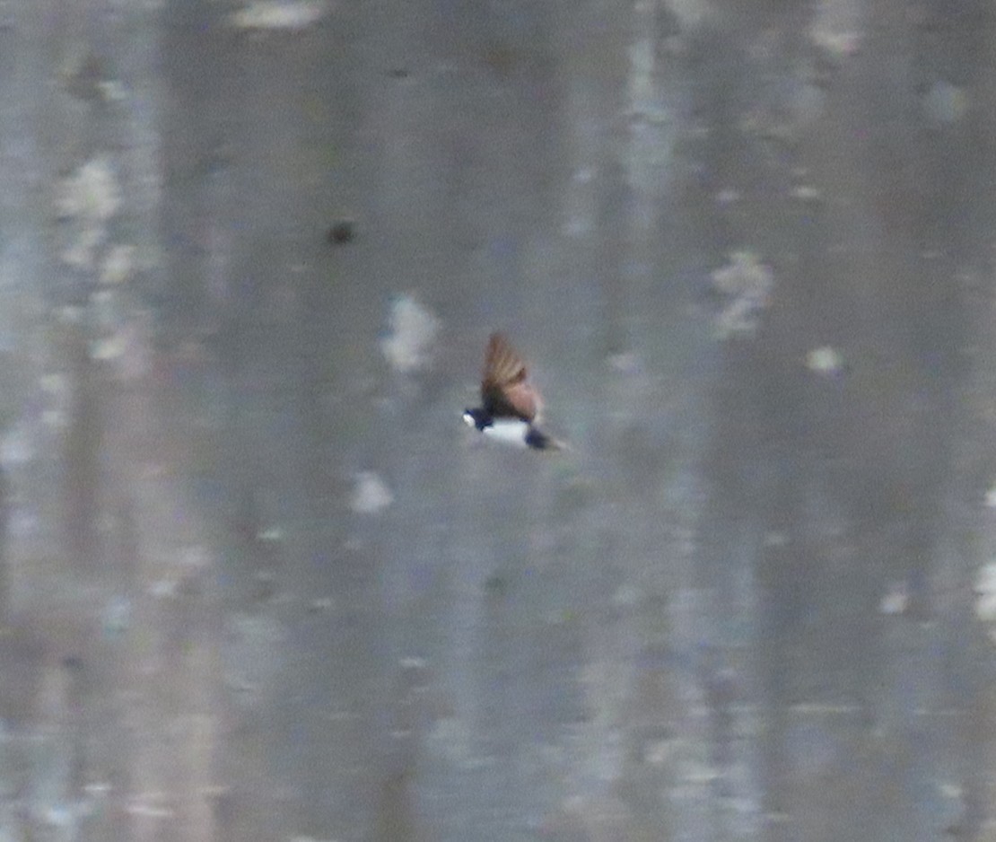 Black-collared Swallow - ML646057258