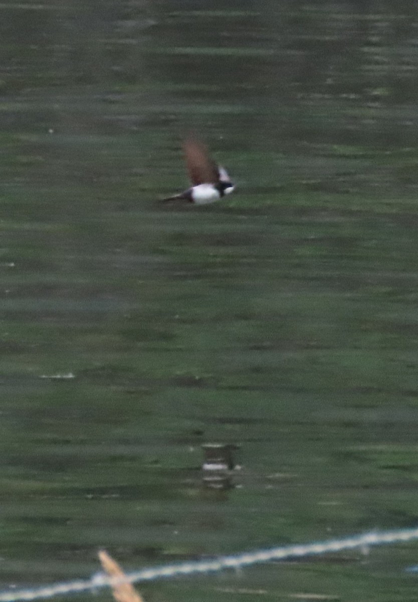 Black-collared Swallow - ML646057259