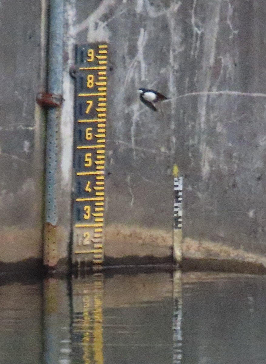 Black-collared Swallow - ML646057260