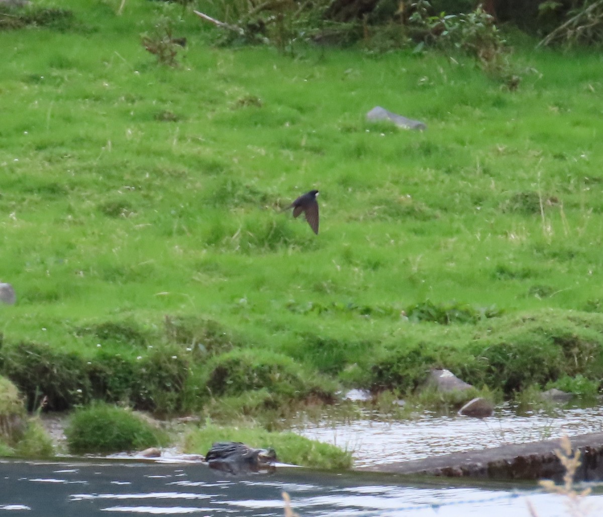 Black-collared Swallow - ML646057261